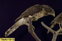鳳頭蒼鷹藏品圖，第8張